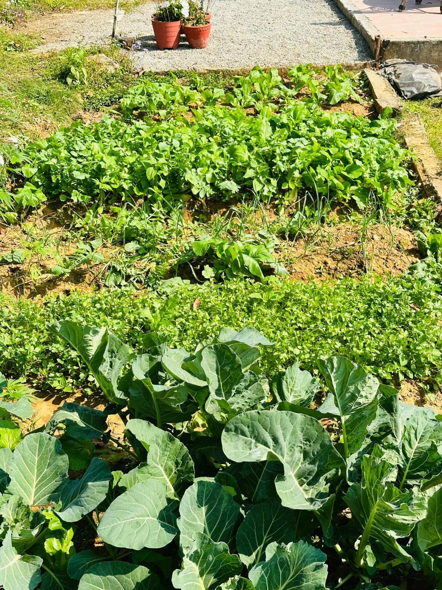 Homeland Forest Villa Pokhara Dış mekan fotoğraf